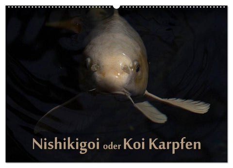 Nishikigoi oder Koi Karpfen (Wandkalender 2027 DIN A2 quer), CALVENDO Monatskalender