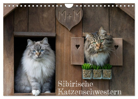 Maui und Molokai - Sibirische Katzenschwestern (Wandkalender 2026 DIN A4 quer), CALVENDO Monatskalender
