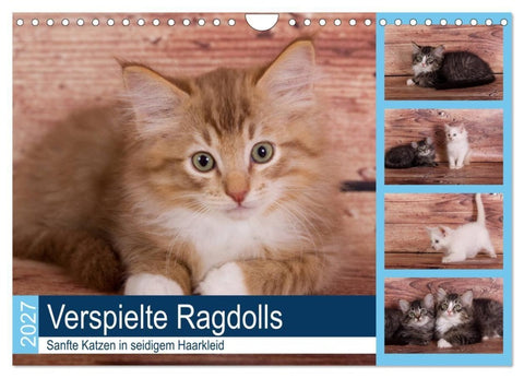 Verspielte Ragdolls -Sanfte Katzen in seidigem Haarkleid (Wandkalender 2027 DIN A4 quer), CALVENDO Monatskalender