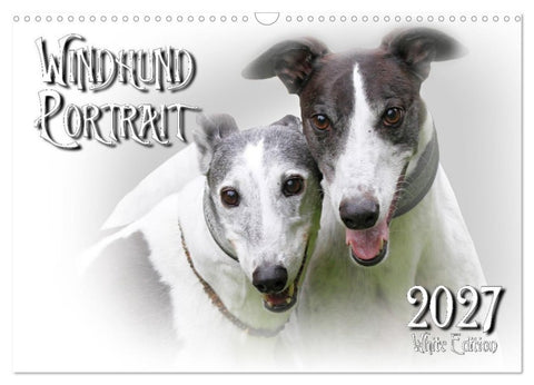 Windhund Portrait 2027 White Edition (Wandkalender 2027 DIN A3 quer), CALVENDO Monatskalender