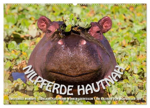Emotionale Momente: Nilpferde hautnah (Wandkalender 2027 DIN A2 quer), CALVENDO Monatskalender