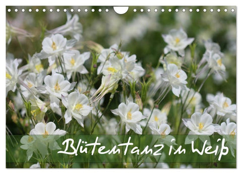Blütentanz in Weiß (Wandkalender 2026 DIN A4 quer), CALVENDO Monatskalender
