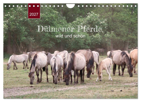Dülmener Pferde, wild und schön (Wandkalender 2027 DIN A4 quer), CALVENDO Monatskalender
