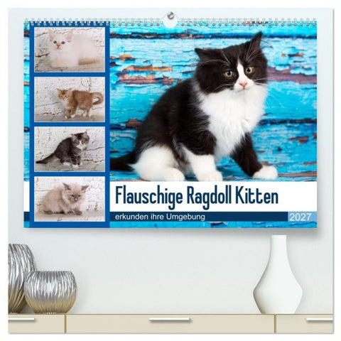 Flauschige Ragdoll Kitten (hochwertiger Premium Wandkalender 2027 DIN A2 quer), Kunstdruck in Hochglanz