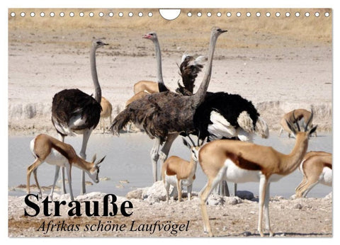 Strauße. Afrikas schöne Laufvögel (Wandkalender 2027 DIN A4 quer), CALVENDO Monatskalender