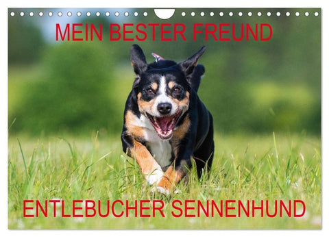 Mein bester Freund - Entlebucher Sennenhund (Wandkalender 2027 DIN A4 quer), CALVENDO Monatskalender