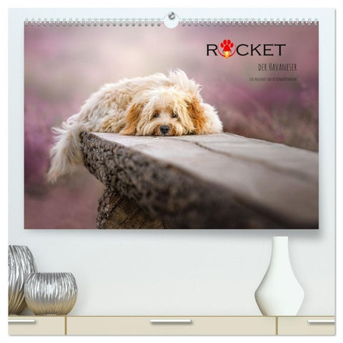 Rocket der Havaneser (hochwertiger Premium Wandkalender 2026 DIN A2 quer), Kunstdruck in Hochglanz
