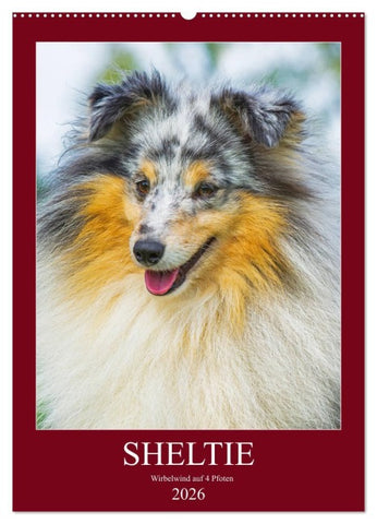 Sheltie - Wirbelwind auf 4 Pfoten (Wandkalender 2026 DIN A2 hoch), CALVENDO Monatskalender