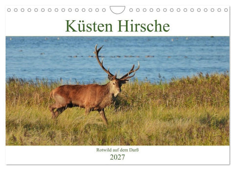 Küsten Hirsche - Rotwild auf dem Darß (Wandkalender 2027 DIN A4 quer), CALVENDO Monatskalender