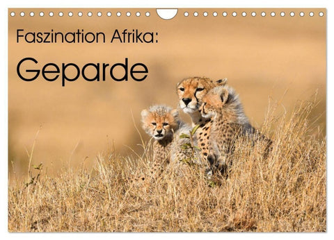 Faszinaton Afrika: Geparde (Wandkalender 2027 DIN A4 quer), CALVENDO Monatskalender