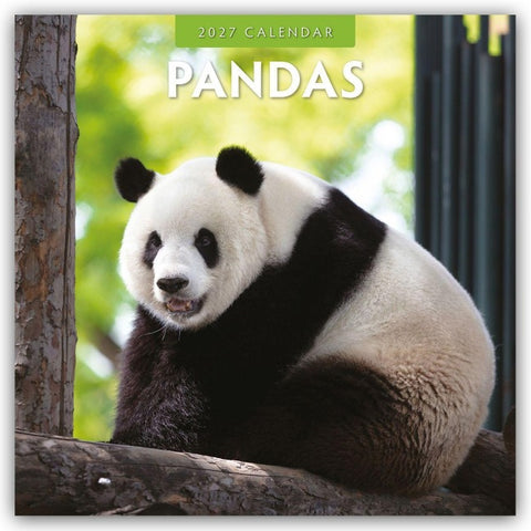 Pandas – Pandabären 2027 – 16-Monatskalender