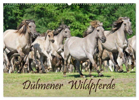 Dülmener Wildpferde (Wandkalender 2027 DIN A2 quer), CALVENDO Monatskalender