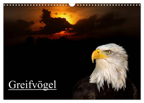 Greifvögel (Wandkalender 2026 DIN A3 quer), CALVENDO Monatskalender