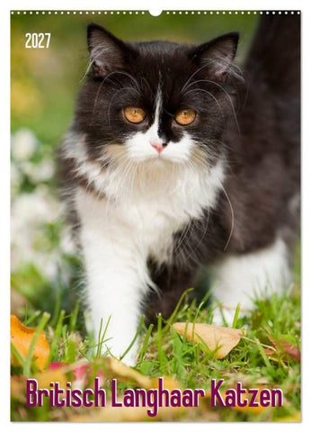 Britisch Langhaar Katzen (Wandkalender 2027 DIN A2 hoch), CALVENDO Monatskalender