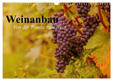 Weinanbau. Von der Traube zum Wein (Wandkalender 2026 DIN A3 quer), CALVENDO Monatskalender