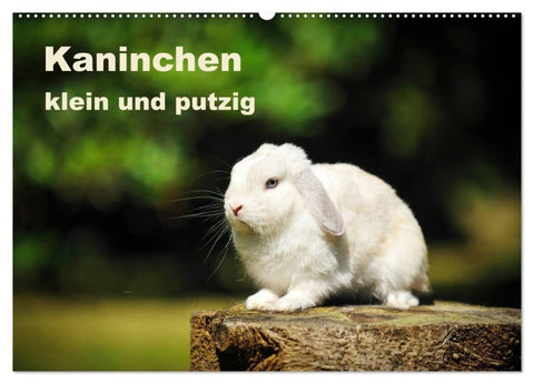 Kaninchen klein und putzig (Wandkalender 2027 DIN A2 quer), CALVENDO Monatskalender