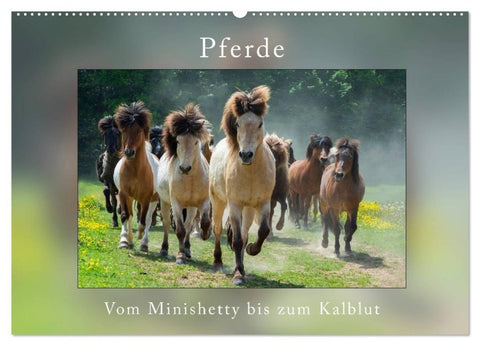 Pferde Vom Minishetty bis zum Kaltblut (Wandkalender 2027 DIN A2 quer), CALVENDO Monatskalender