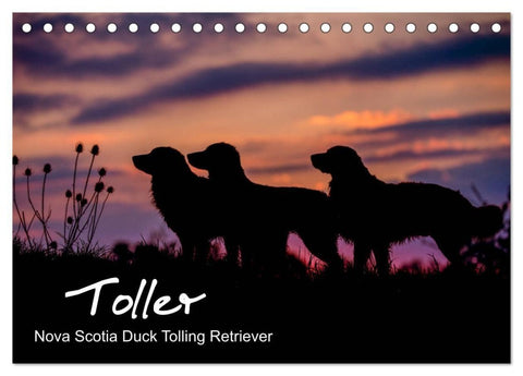 Toller - Nova Scotia Duck Tolling Retriever (Tischkalender 2027 DIN A5 quer), CALVENDO Monatskalender