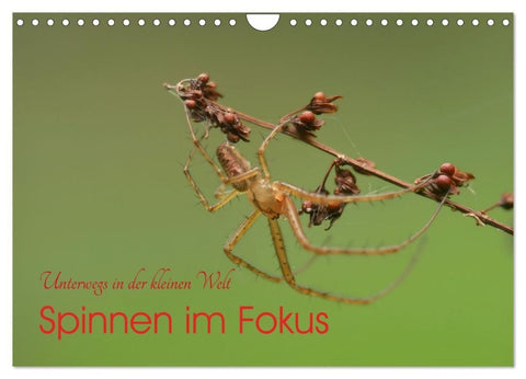 Spinnen im Fokus (Wandkalender 2027 DIN A4 quer), CALVENDO Monatskalender