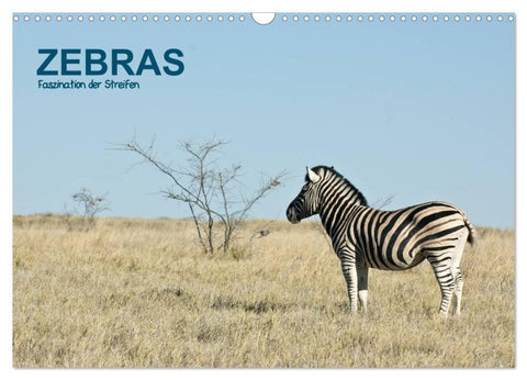 Zebras - Faszination der Streifen (Wandkalender 2027 DIN A3 quer), CALVENDO Monatskalender