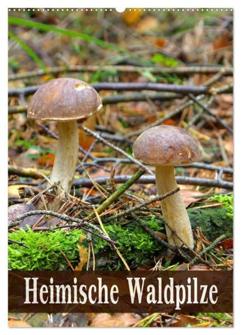 Heimische Waldpilze (Wandkalender 2027 DIN A2 hoch), CALVENDO Monatskalender