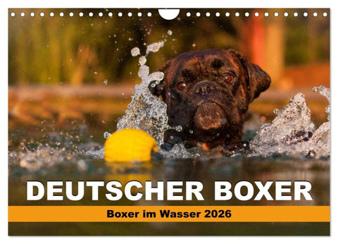 Deutscher Boxer - Boxer im Wasser 2026 (Wandkalender 2026 DIN A4 quer), CALVENDO Monatskalender