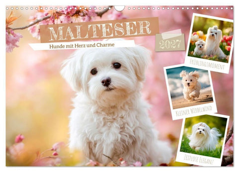 Malteser - Hunde mit Herz und Charme (Wandkalender 2027 DIN A3 quer), CALVENDO Monatskalender