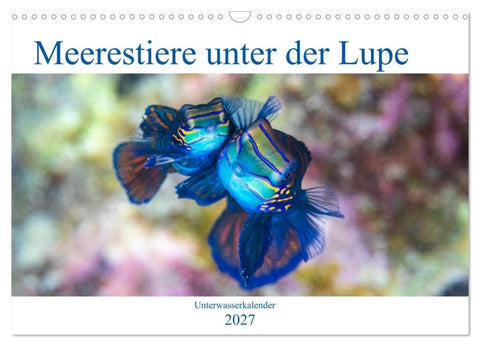 Meerestiere unter der Lupe - Unterwasserkalender (Wandkalender 2027 DIN A3 quer), CALVENDO Monatskalender