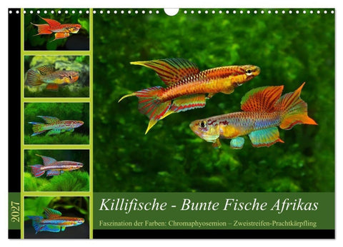 Killifische – Bunte Fische Afrikas (Wandkalender 2027 DIN A3 quer), CALVENDO Monatskalender