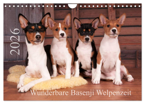 Wunderbare Basenji Welpenzeit (Wandkalender 2026 DIN A4 quer), CALVENDO Monatskalender