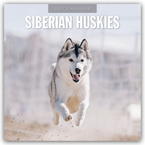 Siberian Huskies – Sibirischer Husky – Sibirische Huskys 2027 – 16-Monatskalender