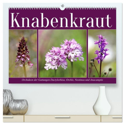 Knabenkraut (hochwertiger Premium Wandkalender 2027 DIN A2 quer), Kunstdruck in Hochglanz
