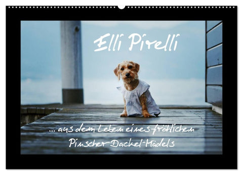 Elli Pirelli... aus dem Leben eines fröhlichen Pinscher-Dackel-Mädels (Wandkalender 2026 DIN A2 quer), CALVENDO Monatskalender
