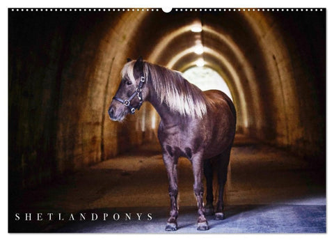 Shetlandpony Kalender (Wandkalender 2027 DIN A2 quer), CALVENDO Monatskalender