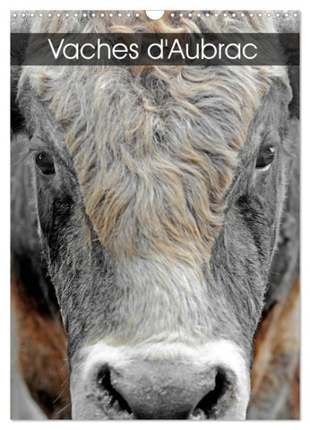 Vaches d'Aubrac (Calendrier mural 2026 DIN A3 horizontal), CALVENDO calendrier mensuel