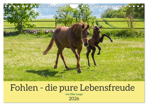 Fohlen - die pure Lebensfreude (Wandkalender 2026 DIN A4 quer), CALVENDO Monatskalender