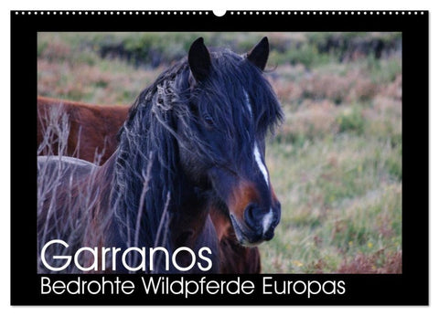 Garranos - Bedrohte Wildpferde Europas (Wandkalender 2027 DIN A2 quer), CALVENDO Monatskalender