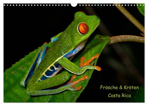 Frösche & Kröten Costa Rica (Wandkalender 2027 DIN A3 quer), CALVENDO Monatskalender