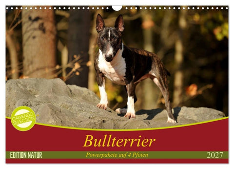 Bullterrier, Powerpakete auf 4 Pfoten (Wandkalender 2027 DIN A3 quer), CALVENDO Monatskalender