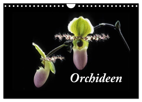 Orchideen 2027 (Wandkalender 2027 DIN A4 quer), CALVENDO Monatskalender