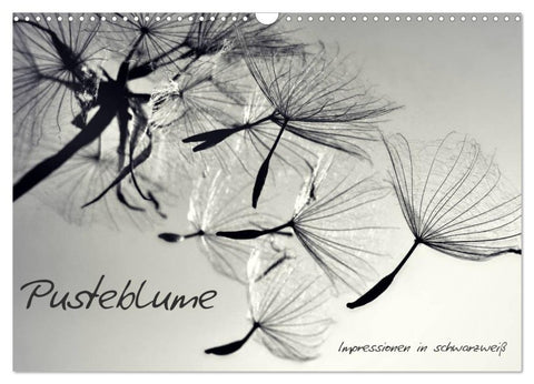 Pusteblume - Impressionen in schwarzweiß (Wandkalender 2026 DIN A3 quer), CALVENDO Monatskalender