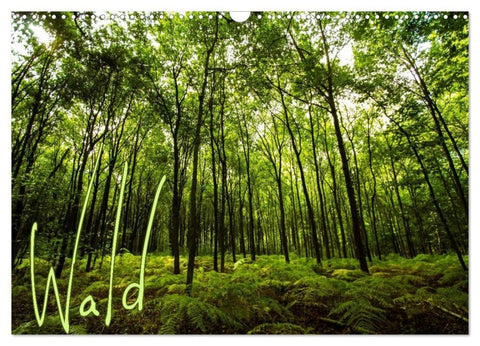 Wald (Wandkalender 2027 DIN A3 quer), CALVENDO Monatskalender
