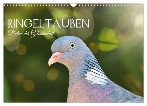 Ringeltauben, Boten der Gelassenheit (Wandkalender 2027 DIN A3 quer), CALVENDO Monatskalender
