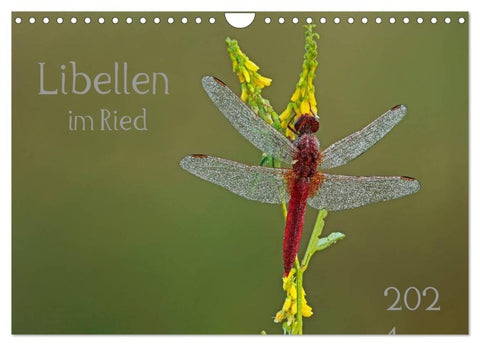 Libellen im Ried (Wandkalender 2027 DIN A4 quer), CALVENDO Monatskalender