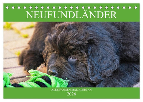 Neufundländer - Alle fangen mal klein an (Tischkalender 2026 DIN A5 quer), CALVENDO Monatskalender