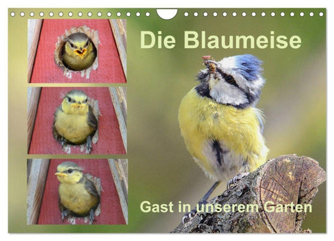 Die Blaumeise, Gast in unserem Garten (Wandkalender 2027 DIN A4 quer), CALVENDO Monatskalender