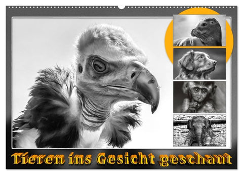 Tieren ins Gesicht geschaut (Wandkalender 2026 DIN A2 quer), CALVENDO Monatskalender