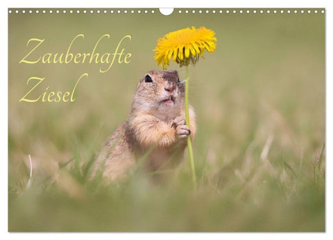 Zauberhafte Ziesel (Wandkalender 2027 DIN A3 quer), CALVENDO Monatskalender