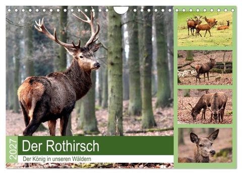 Der Rothirsch - Der König in unseren Wäldern (Wandkalender 2027 DIN A4 quer), CALVENDO Monatskalender