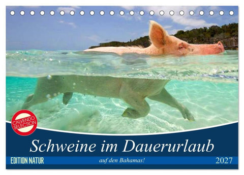 Schweine im Dauerurlaub auf den Bahamas! (Tischkalender 2027 DIN A5 quer), CALVENDO Monatskalender